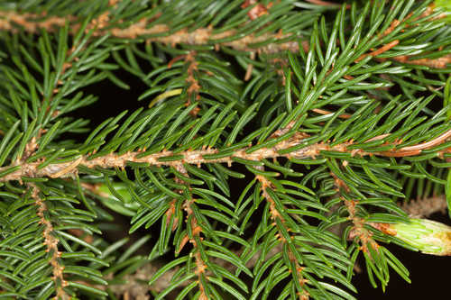 Picea rubens #6